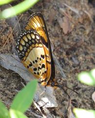 Byblia anvatara acheloia