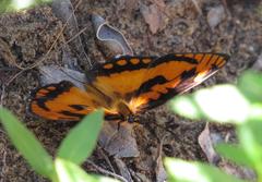 Byblia anvatara acheloia