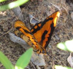 Byblia anvatara acheloia