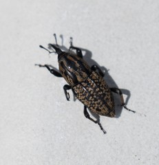 Sphenophorus cariosus