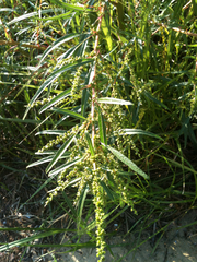 Amaranthus cannabinus