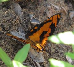 Byblia anvatara acheloia