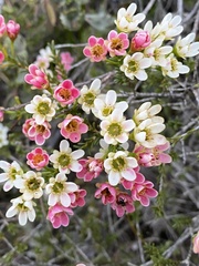 Chamelaucium megalopetalum