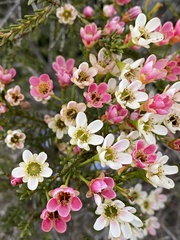 Chamelaucium megalopetalum