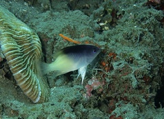 Chrysiptera rollandi