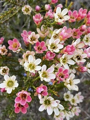 Chamelaucium megalopetalum