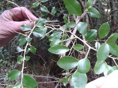 Dovyalis rhamnoides