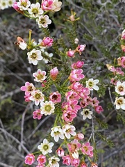 Chamelaucium megalopetalum