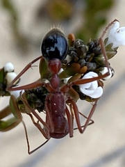 Myrmecia analis