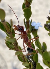 Myrmecia analis