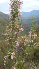 Erica diaphana
