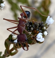 Myrmecia analis