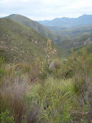 Erica diaphana