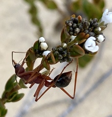 Myrmecia analis
