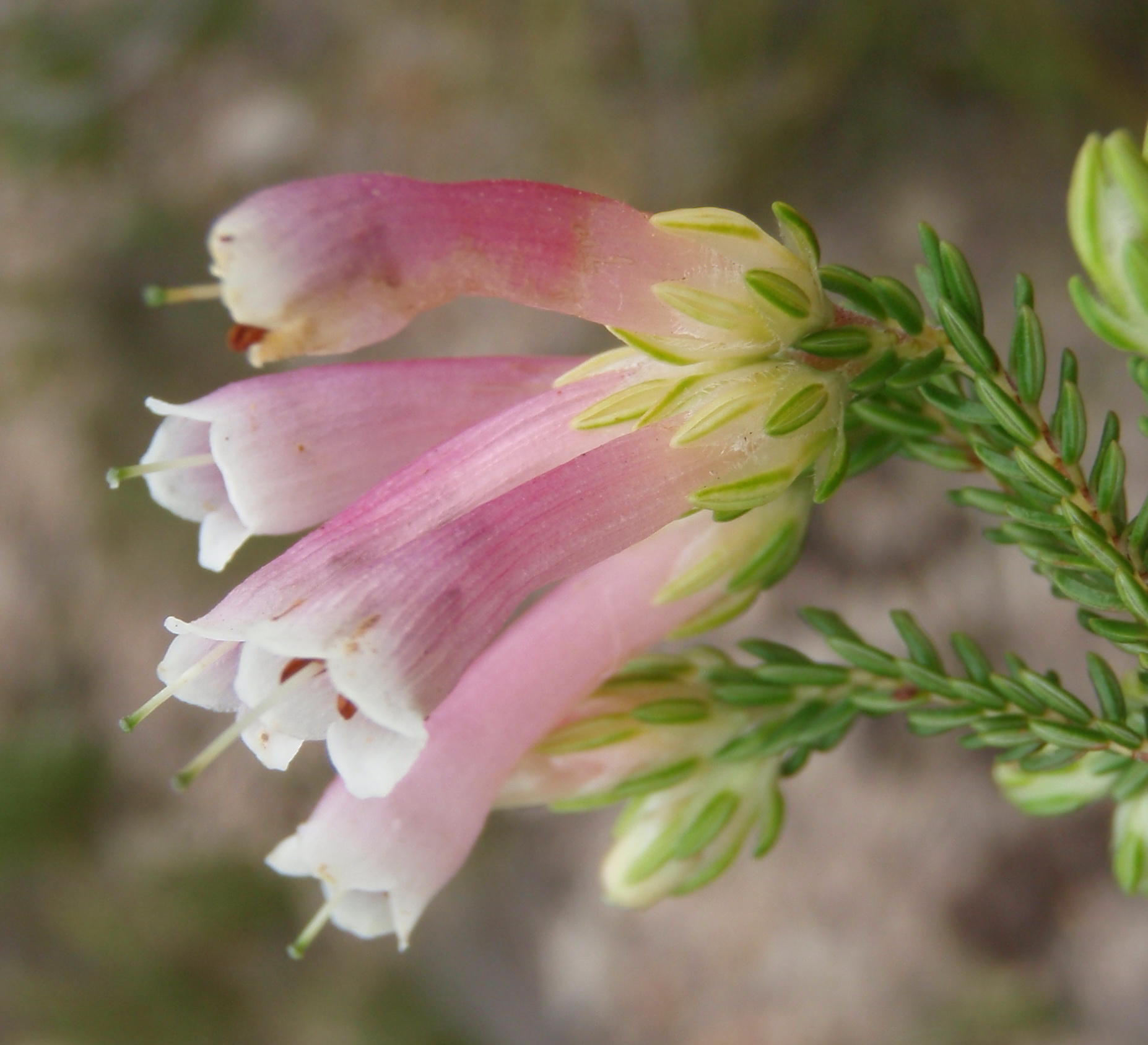 Erica diaphana