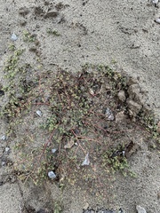 Euphorbia glyptosperma