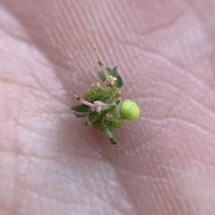 Euphorbia glyptosperma