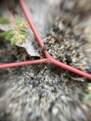 Euphorbia glyptosperma
