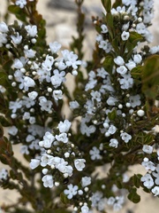 Micromyrtus obovata