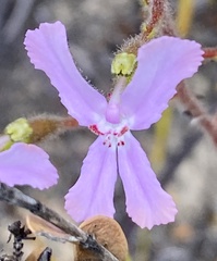 Stylidium pilosum