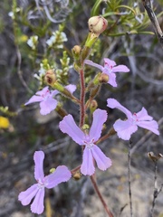 Stylidium pilosum