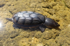 Claudius angustatus