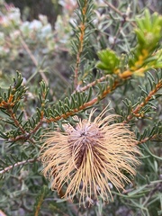 Banksia pulchella