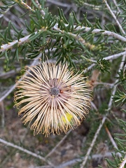 Banksia pulchella