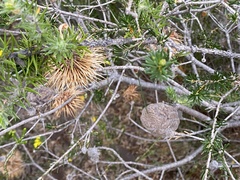 Banksia pulchella