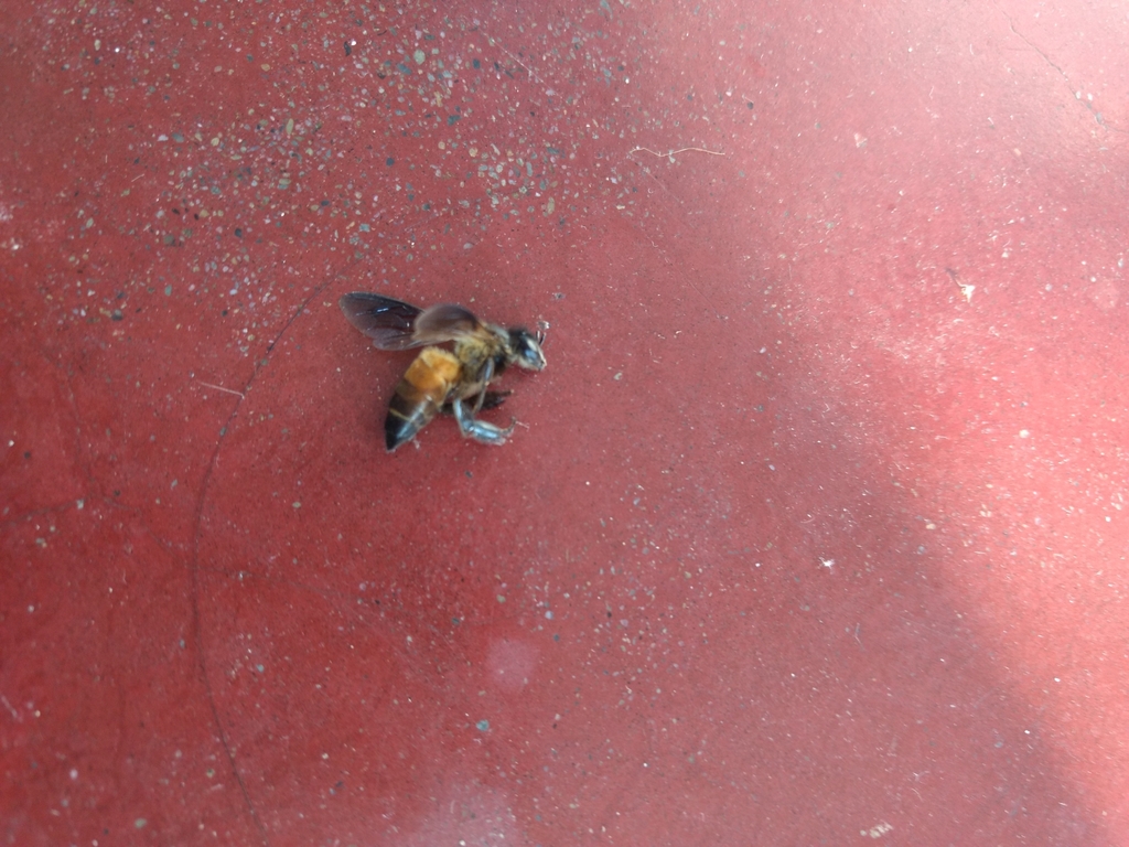 Giant Honey Bee