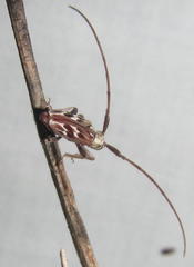 Eunidia strigata