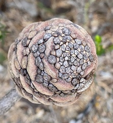 Banksia pulchella