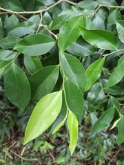 Aquilaria sinensis