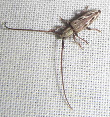 Eunidia strigata
