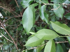 Aquilaria sinensis