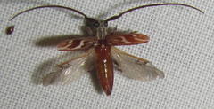 Eunidia strigata