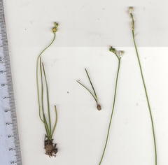 Ornithogalum schlechterianum