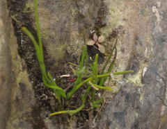 Ornithogalum schlechterianum