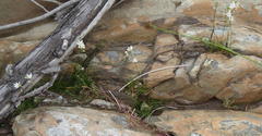 Ornithogalum schlechterianum