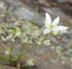 Ornithogalum schlechterianum