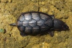 Claudius angustatus