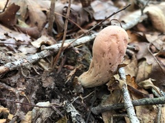 Clavariadelphus americanus