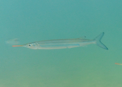 Hyporhamphus affinis