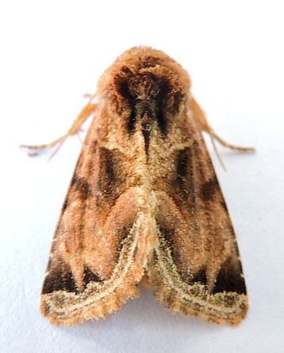 Nocloa plagiata