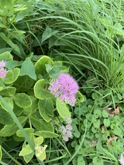 Hylotelephium spectabile