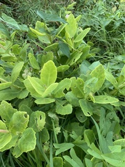 Hylotelephium spectabile