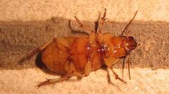 Bradybaenus opulentus