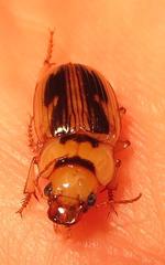 Bradybaenus opulentus