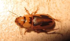 Bradybaenus opulentus