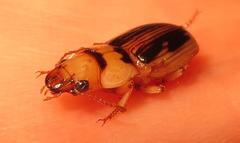 Bradybaenus opulentus